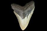 Fossil Megalodon Tooth - North Carolina #124329-1
